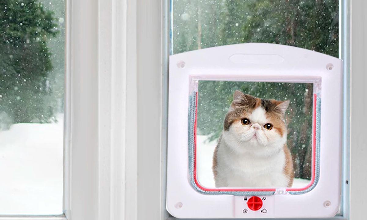 ¿Qué significa cuando aparece un gato en mi puerta? ¿Qué significa cuando aparece un gato en mi puerta?